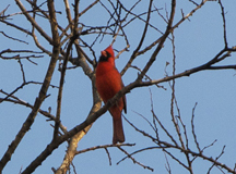 A cardinal singing early in spring